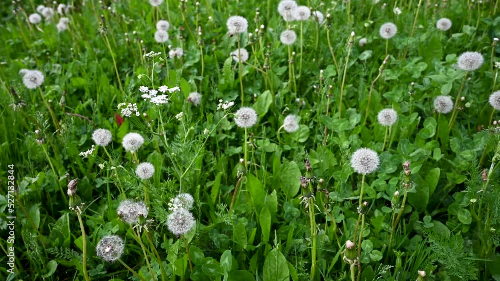 Fluffy white dandelions in the lush grass in the field. Panorama camera movement. High quality 4k footage Fluffy white dandelions in the lush grass in the field. Panorama camera movement. High quality 4k footage
