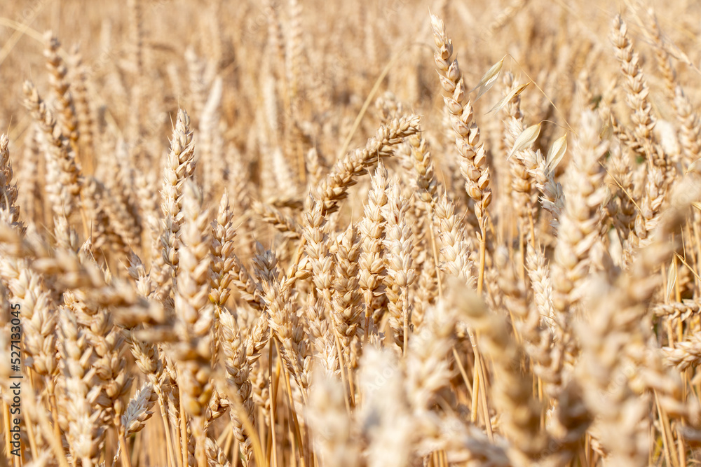 Wheat field. Ears of golden wheat close up. Background of ripening ears of meadow wheat field. Rich harvest Concept Wheat field. Ears of golden wheat close up. Background of ripening ears of meadow wheat field. Rich harvest Concept