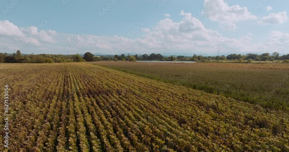 Sunflower Field Agriculture Oil Production Sunflower Field Agriculture Oil Production