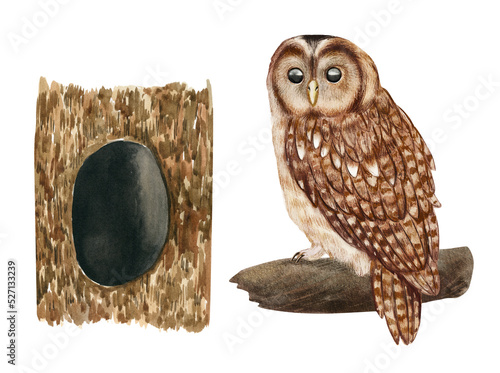 Watercolor nesting birds. Owl, nest with eggs isolated on white background. Hand drawn illustration. Children educational material, montessori poster, biology book illustration. photo