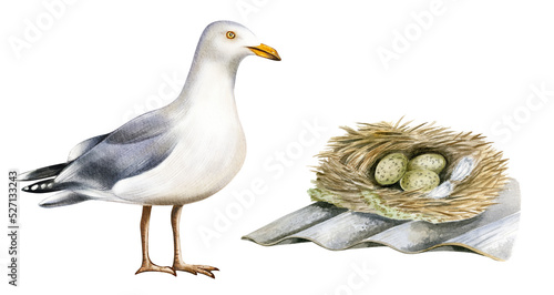 Obraz na plátně Watercolor nesting birds