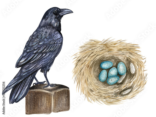 Watercolor nesting birds. Black crow bird, nest with eggs isolated on white background. Hand drawn illustration. Children educational material, montessori poster, biology book illustration.