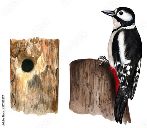 Watercolor woodpecker and his nest. Nesting birds isolated on white background. Botanical illustration.