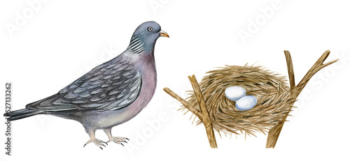 Watercolor common wood pigeon and eggs in nest. Nesting birds isolated on white background. Botanical illustration. photo