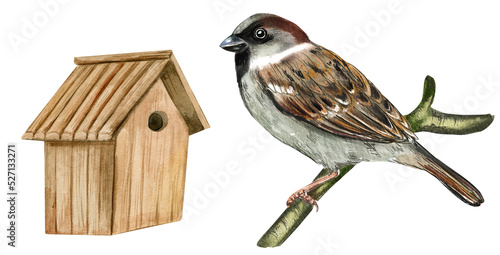 Watercolor illustration with sparrow and nesting box. Birdhouse and bird education material. Botanical illustration isolated on white background. photo