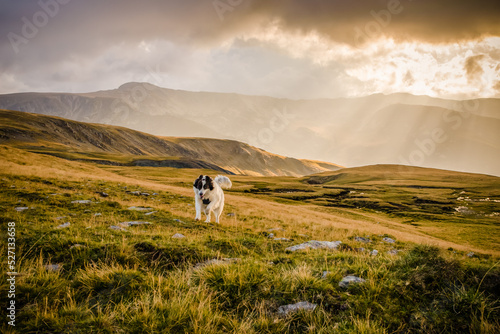 Wallpaper Mural happy dog running heavenly lights at sunset in high mountains Torontodigital.ca