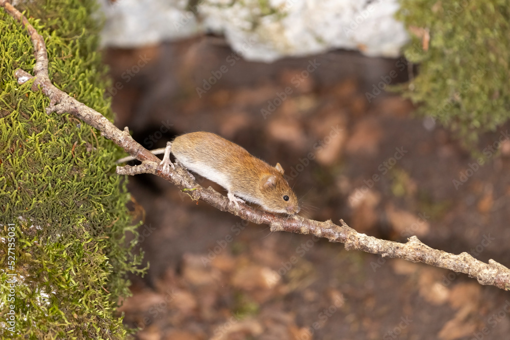 Bank vole in autumn forest Bank vole in autumn forest