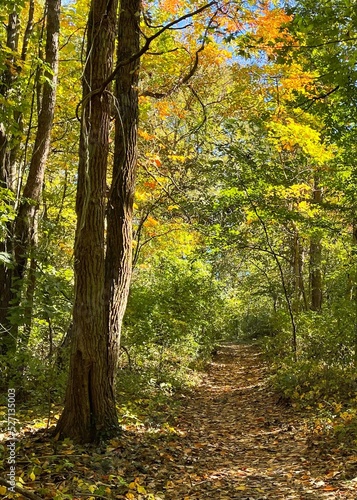 A leaf covered path through a forest in the fall