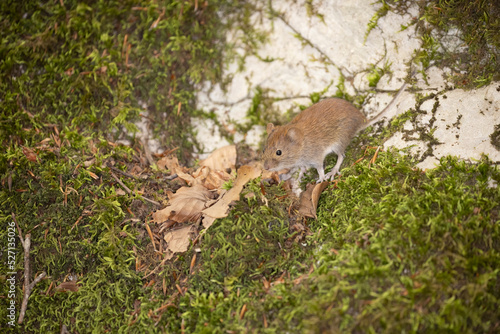 Bank vole in autumn forest © vinx83