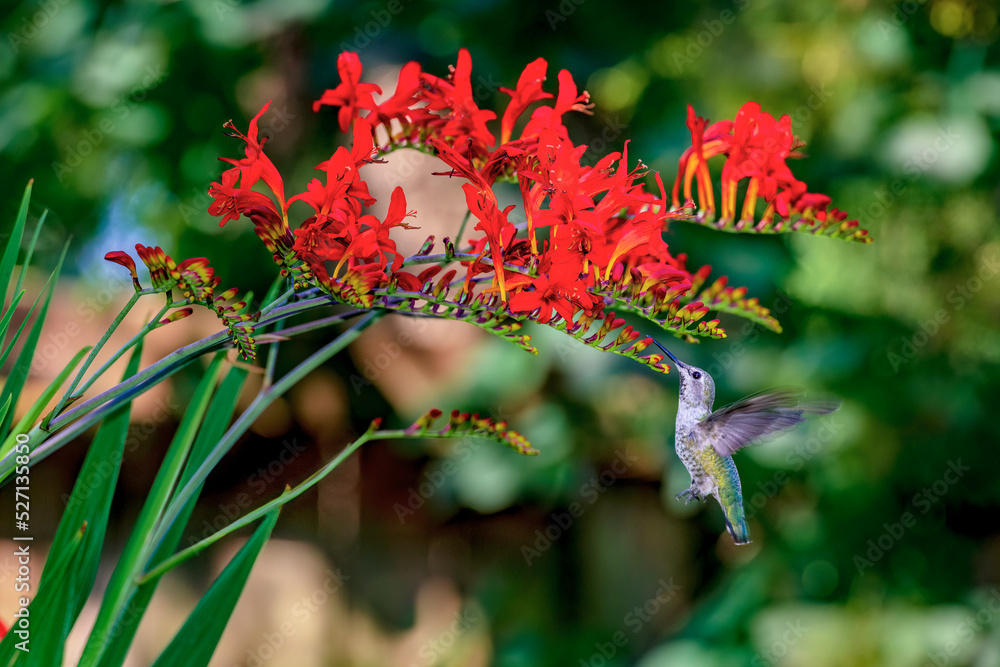 A hummingbird drinks from bright red flowers in Spring A hummingbird drinks from bright red flowers in Spring