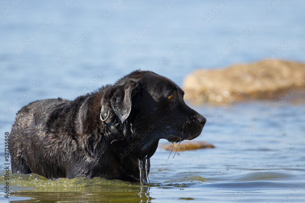 Black dog coming out of the sea on the island of Rügen in Germany, dog swimming in the Baltic Sea Black dog coming out of the sea on the island of Rügen in Germany, dog swimming in the Baltic Sea