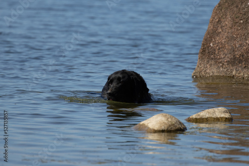 Black dog coming out of the sea on the island of Rügen in Germany, dog swimming in the Baltic Sea © Robert