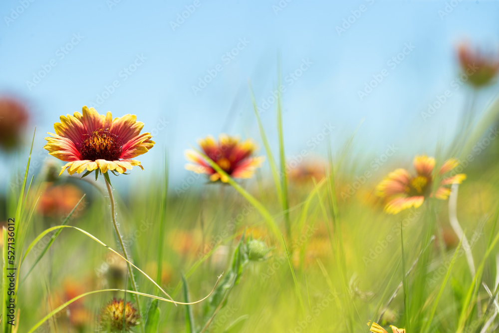 Shallow depth of field with main focus on one Gaillardia pulchella Indian blanket wildflower surrounded by more firewheel flowers as graphic resource for composite background or ad copy space Shallow depth of field with main focus on one Gaillardia pulchella Indian blanket wildflower surrounded by more firewheel flowers as graphic resource for composite background or ad copy space