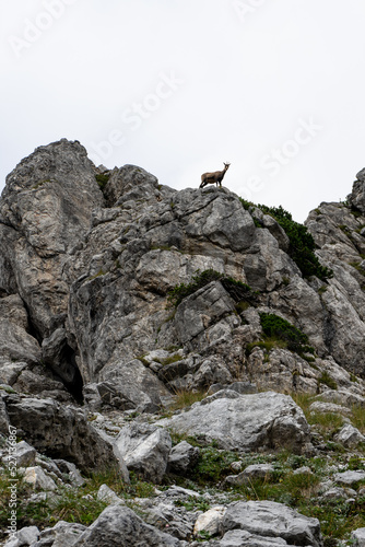 Gams auf den Felsen