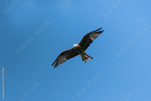 Big carnivore bird in the sky