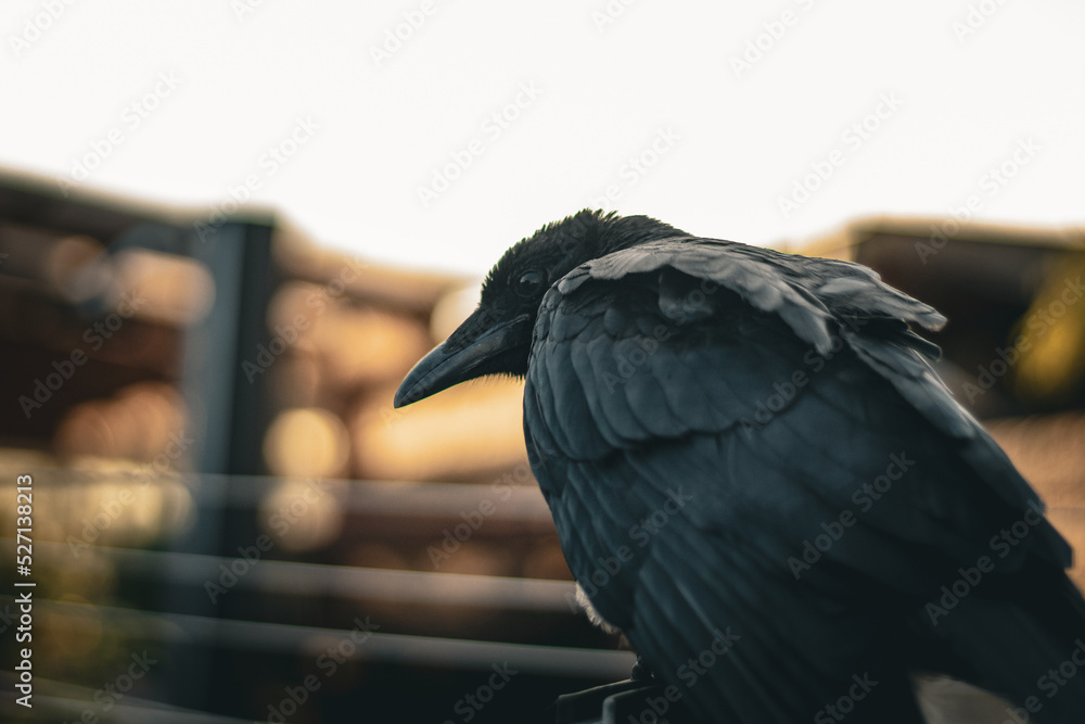 Fototapeta premium Raven closeup from behind