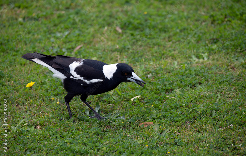 Obraz premium Australian Magpie (Gymnorhina tibicen)