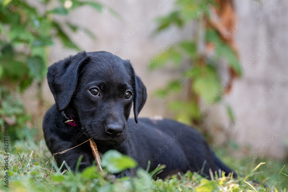 Sweet black labrador retriever dog playing with a stick Sweet black labrador retriever dog playing with a stick