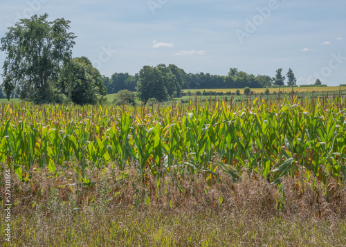 Country Cornfields