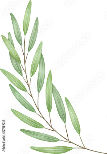 Olive branch watercolor