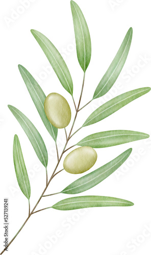 Fototapeta Naklejka Na Ścianę i Meble -  Olive branch watercolor