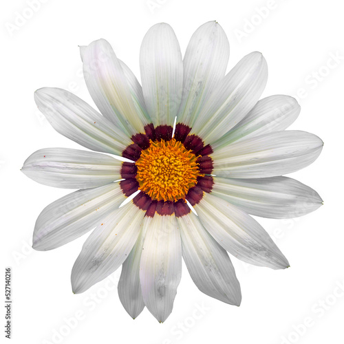 white gazania sun flower transparent isolated from background