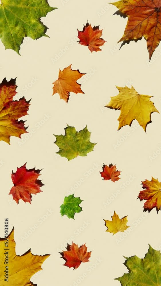 Colorful autumn leaves on the white background. Vertical video. Colorful autumn leaves on the white background. Vertical video.