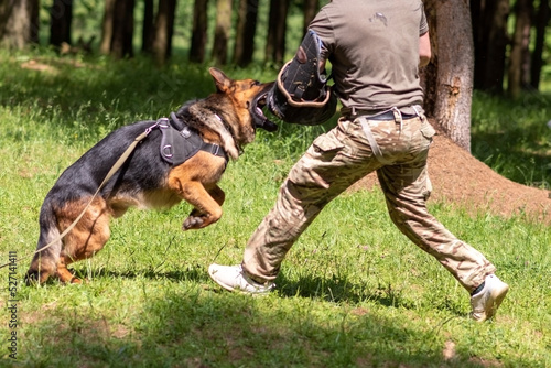 German Shepherd attacking dog handler during aggression training.