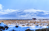 bieg koni na islandii