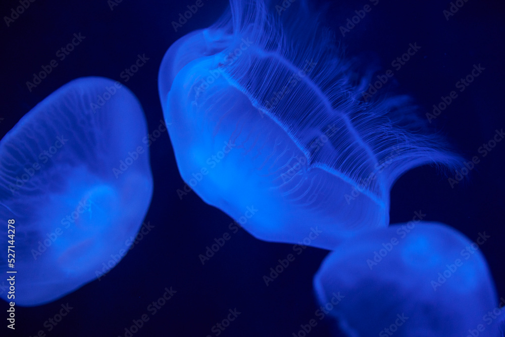 Blue jelly fish in the water Blue jelly fish in the water