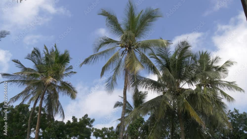palm trees against blue sky palm trees against blue sky