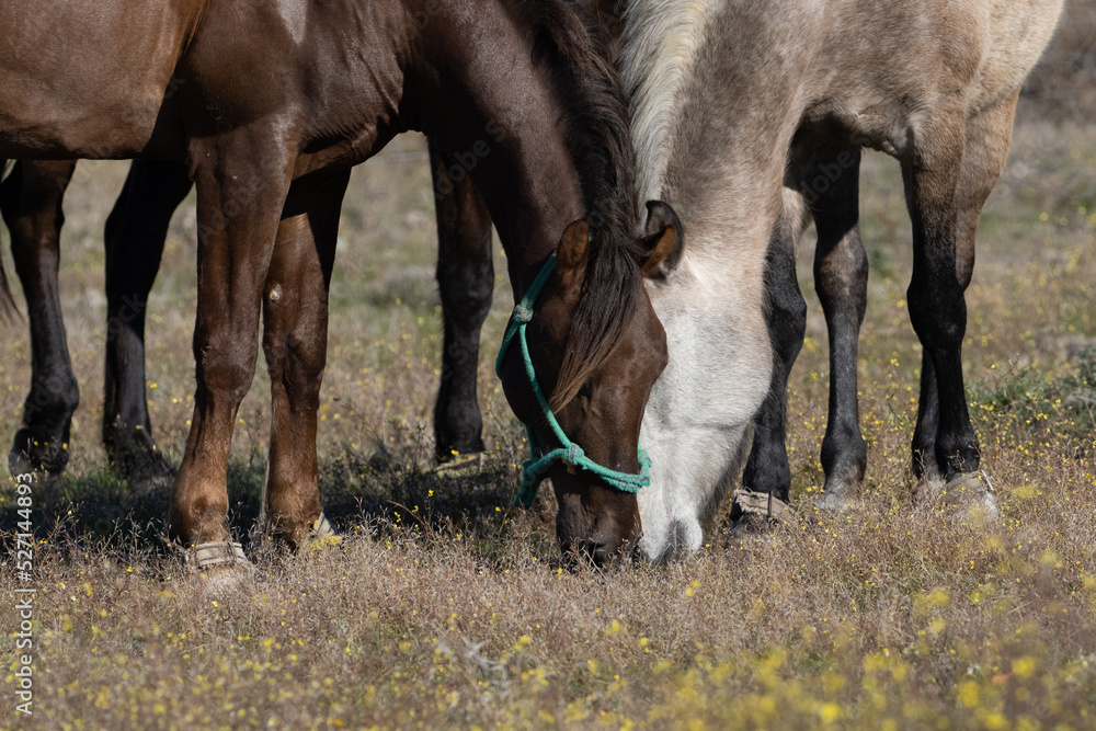 Caballos pastando en un prado Caballos pastando en un prado