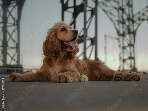 Happy cocker spaniel puppy posing in summer and sticking out his tongue