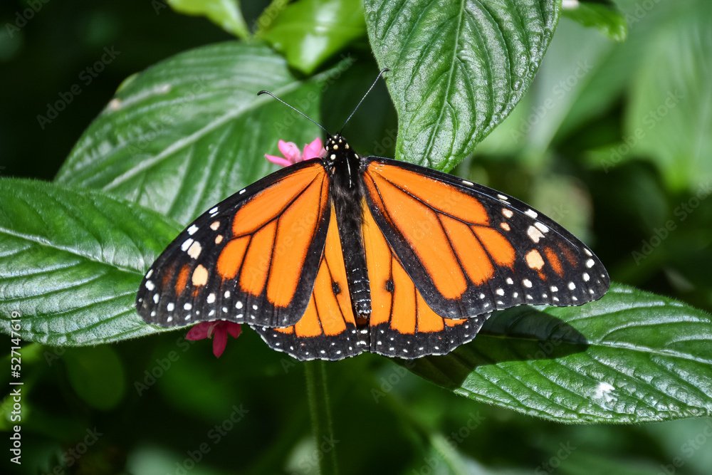 Male Monarch Butterfly Male Monarch Butterfly