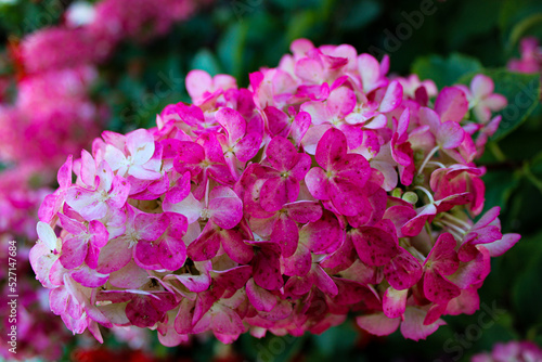 pink hydrangea flowers in garden