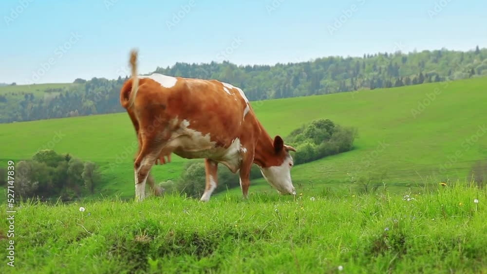 Cow eating green gras at the meadow field. Farm amimal in nature. Organic milk production Cow eating green gras at the meadow field. Farm amimal in nature. Organic milk production