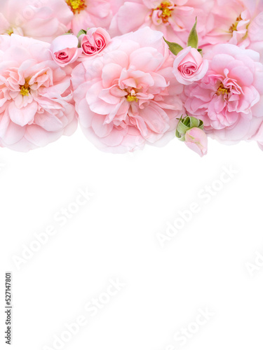 Pale pink roses bouquet isolated transparent png