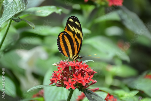 Tigerwing Butterfly photo