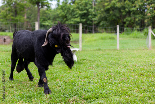 An adult black male goat in a farm