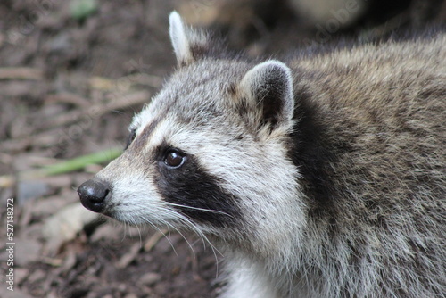 Portrait of a serious racoon