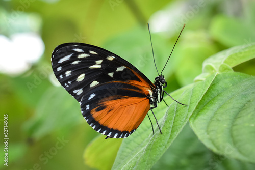 Golden Longwing Butterfly © Jann Denlinger