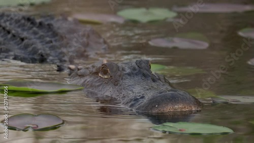 a tracking close shot of an american alligator swimming at the everglades national park in florida, usa photo