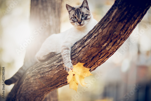 Fotografiet Thai cat climbs a tree