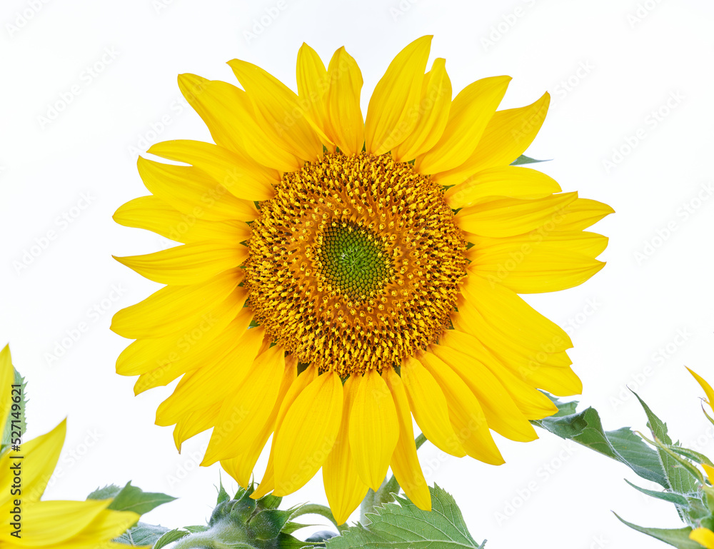 Fototapeta premium Sunflower on a white background.