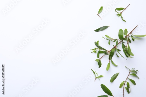 Pomegranate branches with green leaves on white background, flat lay. Space for text © New Africa