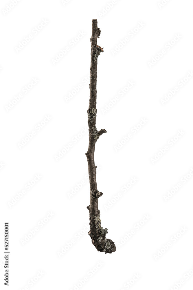 Fototapeta premium Old dry tree branch isolated on white