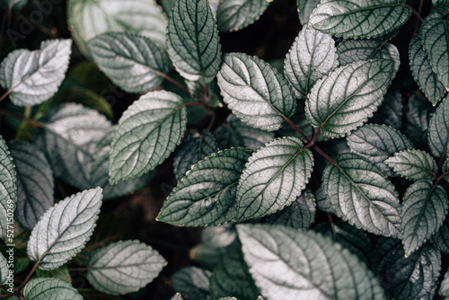 Green leaf plant background  summer foliage texture 