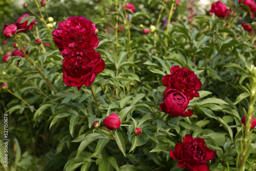 Beautiful peony plants with burgundy flowers outdoors