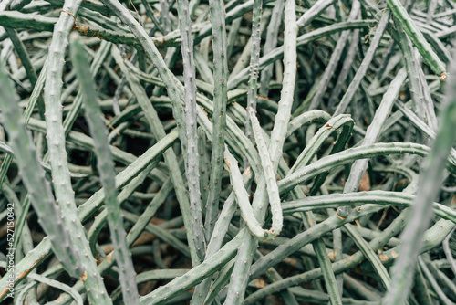 Cactus background texture, nature pattern 