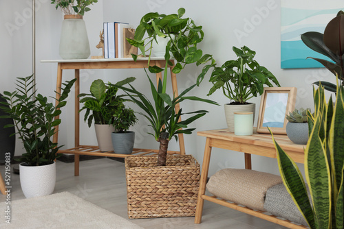 Beautiful room interior with green houseplants and wooden furniture